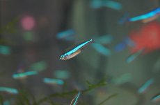 画像1: 【淡水魚】【通販】グリーンネオンテトラ【50匹】（生体）【小型カラシン】（熱帯魚）NKIK (1)