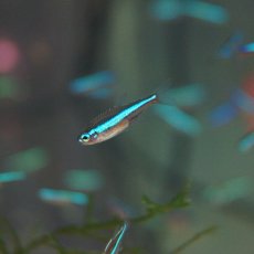 画像2: 【淡水魚】【通販】グリーンネオンテトラ【50匹】（生体）【小型カラシン】（熱帯魚）NKIK (2)