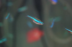 画像3: 【淡水魚】【通販】グリーンネオンテトラ【50匹】（生体）【小型カラシン】（熱帯魚）NKIK (3)