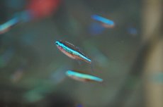 画像4: 【淡水魚】【通販】グリーンネオンテトラ【50匹】（生体）【小型カラシン】（熱帯魚）NKIK (4)