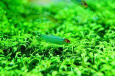 画像1: 【淡水魚】【通販】ブリリアントヘッドラミーノーズテトラ【5匹 サンプル画像】（生体）【小型カラシン】（熱帯魚）NKIK (1)