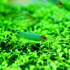 画像2: 【淡水魚】【通販】ブリリアントヘッドラミーノーズテトラ【5匹 サンプル画像】（生体）【小型カラシン】（熱帯魚）NKIK (2)