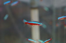 画像3: 【淡水魚】【通販】カージナルテトラ【40匹】（生体）【小型カラシン】（熱帯魚）NKIK (3)