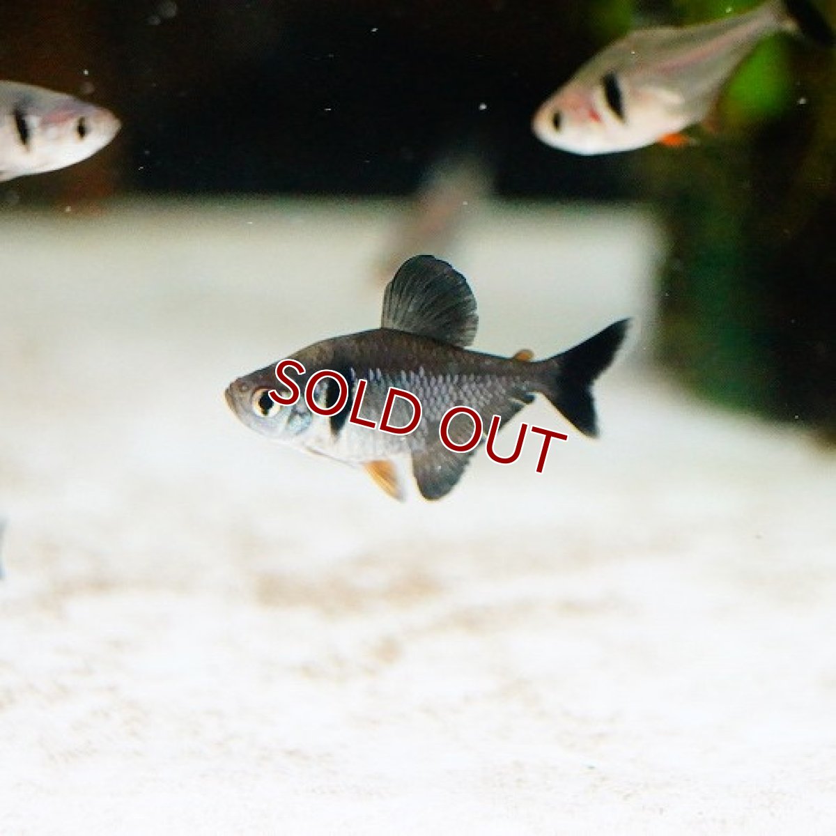 画像2: 【淡水魚】お取り寄せ ブラックファントムテトラ【10匹】（生体）【小型カラシン】（熱帯魚）NKIK (2)