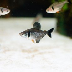 画像2: 【淡水魚】【通販】お取り寄せ ブラックファントムテトラ【10匹】（生体）【小型カラシン】（熱帯魚）NKIK (2)