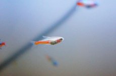 画像1: 【淡水魚】【通販】ニューレッドゴールデンネオンテトラ【5匹 サンプル画像】（生体）【小型カラシン】（熱帯魚）NKIK (1)