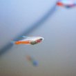 ネオンテトラ専用 商品に関する記事一覧 | ページ 33 | 生麦海水魚センターネット