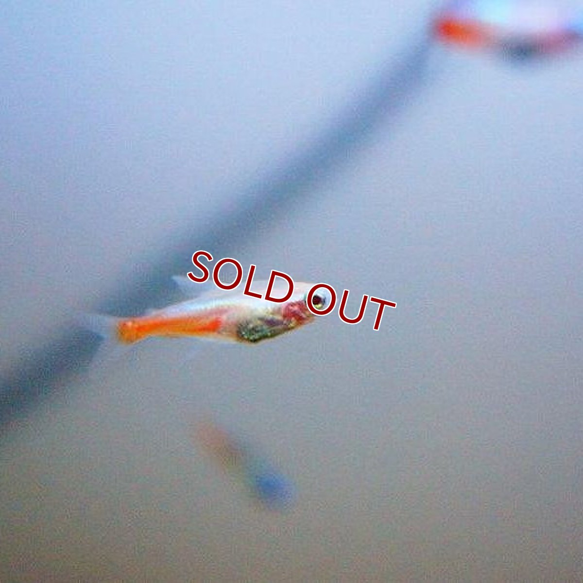 画像2: 【淡水魚】ニューレッドゴールデンネオンテトラ【5匹 サンプル画像】（生体）【小型カラシン】（熱帯魚）NKIK (2)