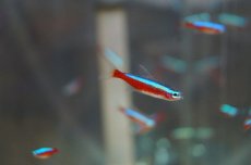 画像1: 【淡水魚】カージナルテトラ【50匹】（生体）【小型カラシン】（熱帯魚）NKIK (1)