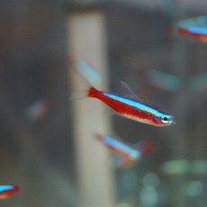 画像2: 【淡水魚】カージナルテトラ【50匹】（生体）【小型カラシン】（熱帯魚）NKIK (2)