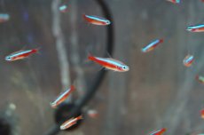 画像4: 【淡水魚】カージナルテトラ【50匹】（生体）【小型カラシン】（熱帯魚）NKIK (4)