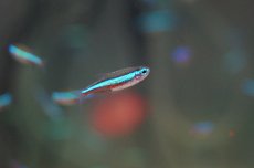 画像1: 【淡水魚】【通販】ネオンテトラ【20匹 サンプル画像】（生体）【小型カラシン】（熱帯魚）NKIK (1)