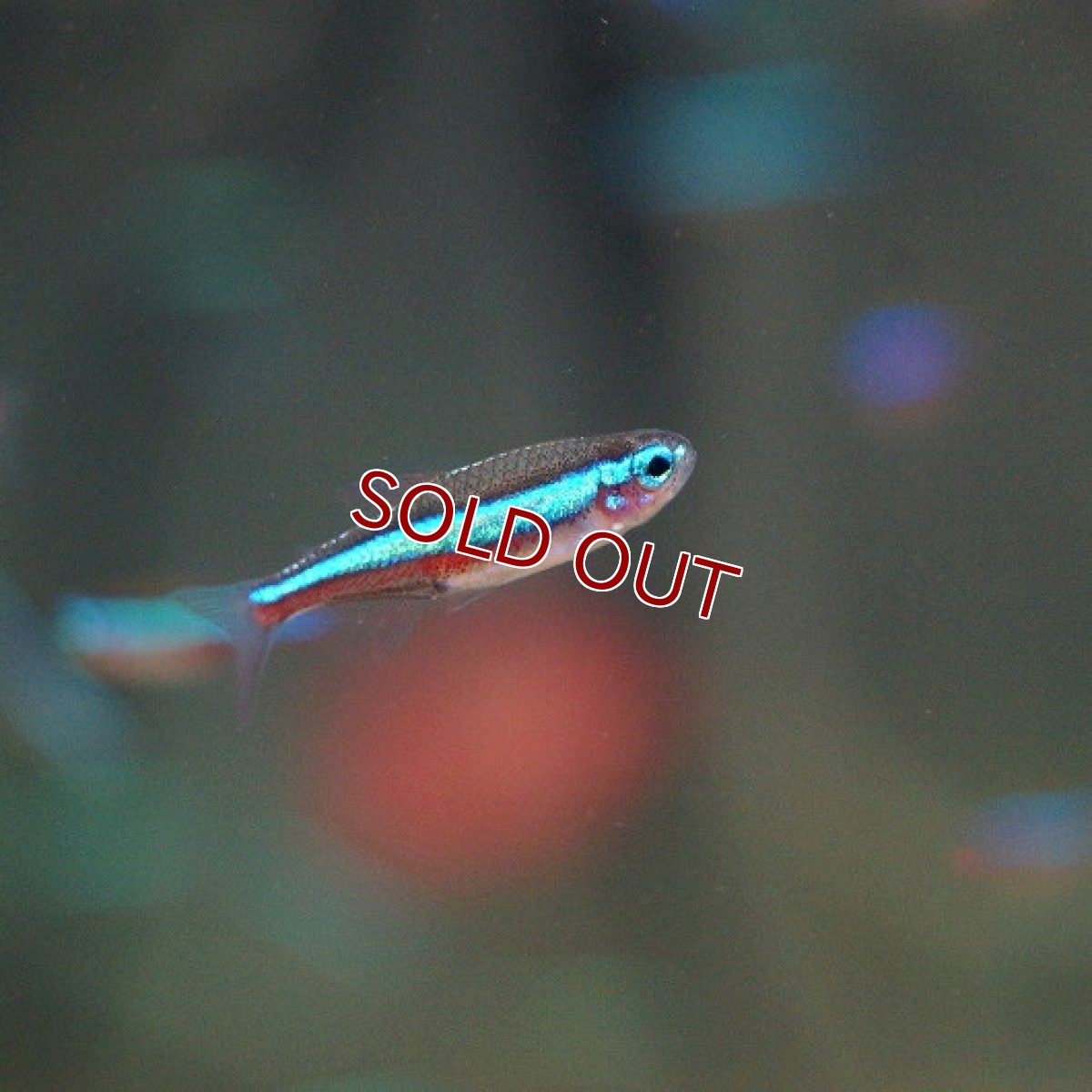 画像2: 【淡水魚】【通販】ネオンテトラ【10匹 サンプル画像】（生体）【小型カラシン】（熱帯魚）NKIK (2)