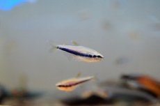 画像1: 【淡水魚】【通販】インパイクティスケリー【5匹 サンプル画像】（生体）【小型カラシン】（熱帯魚）NKIK (1)