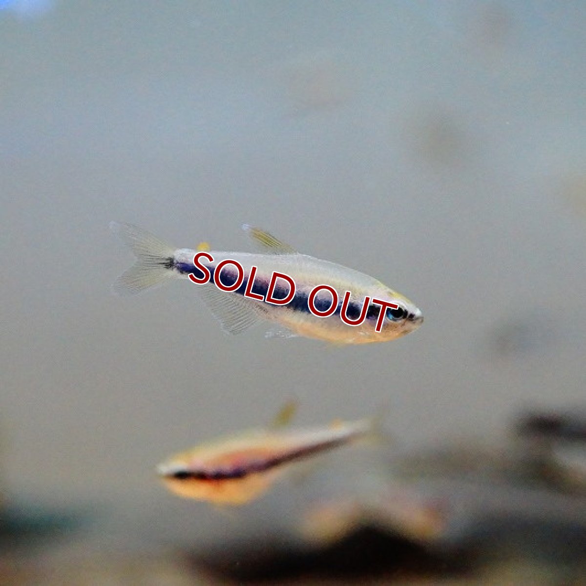 画像2: 【淡水魚】インパイクティスケリー【5匹 サンプル画像】（生体）【小型カラシン】（熱帯魚）NKIK (2)