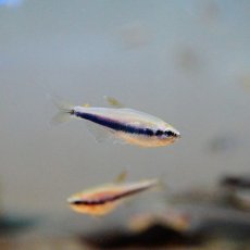 画像2: 【淡水魚】【通販】インパイクティスケリー【5匹 サンプル画像】（生体）【小型カラシン】（熱帯魚）NKIK (2)