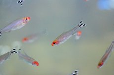 画像1: 【淡水魚】【通販】ラミーノーズテトラ【20匹】（生体）【小型カラシン】（熱帯魚）NKIK (1)