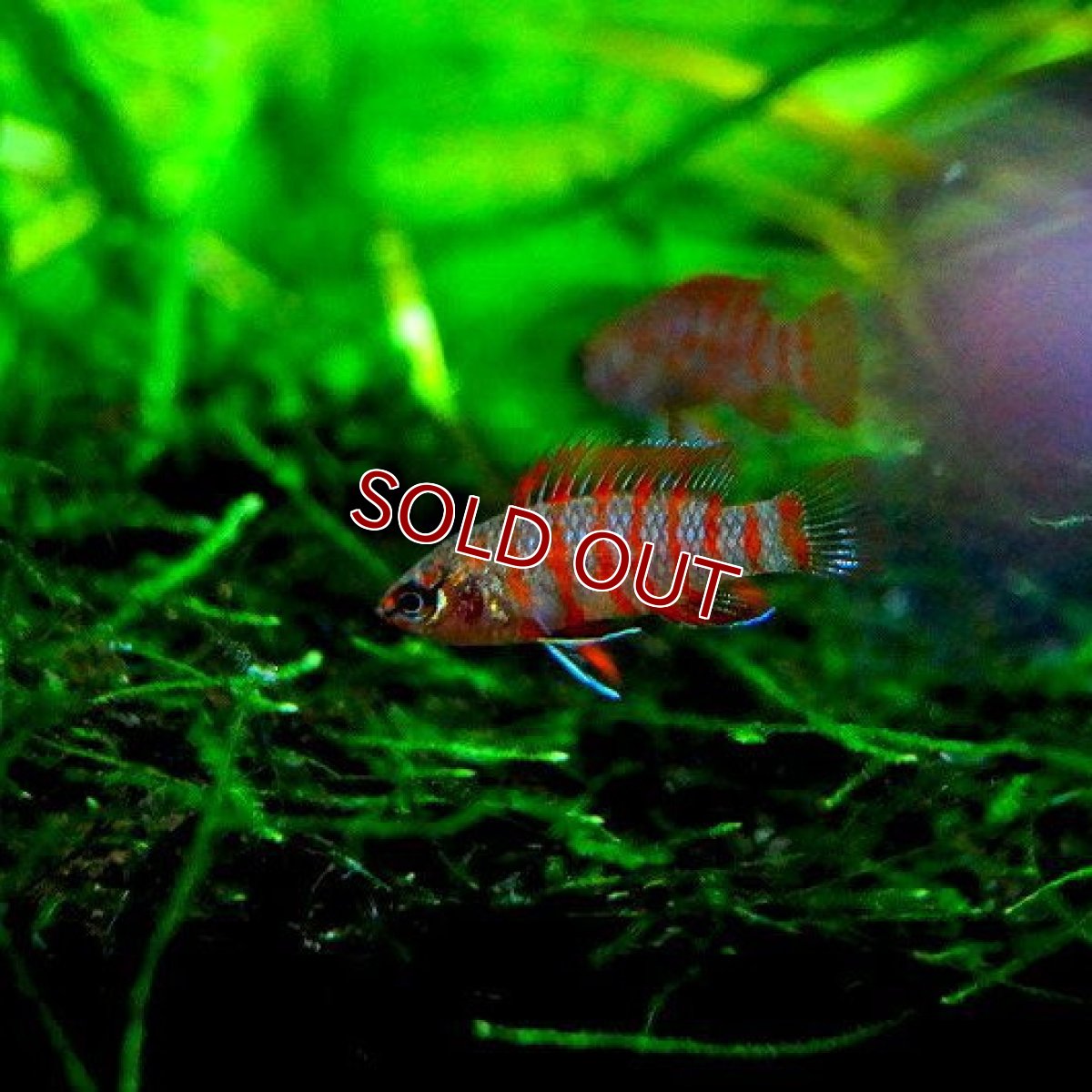 画像2: 【淡水魚】スカーレットジェム ±1cm【5匹】（生体）【小型カラシン】（熱帯魚）NKIK (2)