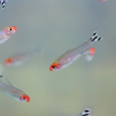 画像2: 【淡水魚】【通販】ラミーノーズテトラ【30匹】（生体）【小型カラシン】（熱帯魚）NKIK (2)