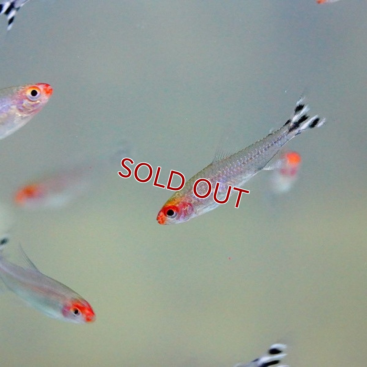 画像2: 【淡水魚】【通販】ラミーノーズテトラ【10匹】（生体）【小型カラシン】（熱帯魚）NKIK (2)