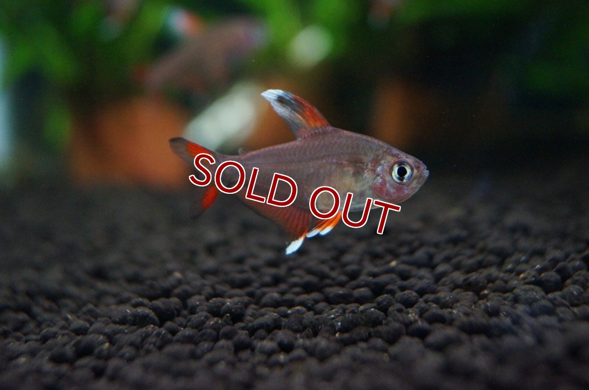 画像1: 【淡水魚】ホワイトフィンロージーテトラ【1匹 サンプル画像】（生体）【小型カラシン】（熱帯魚）NKIK (1)