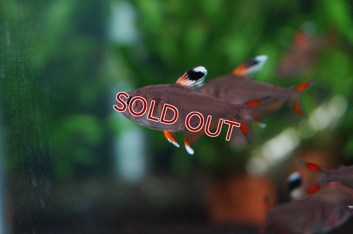 画像3: 【淡水魚】ホワイトフィンロージーテトラ【1匹 サンプル画像】（生体）【小型カラシン】（熱帯魚）NKIK (3)