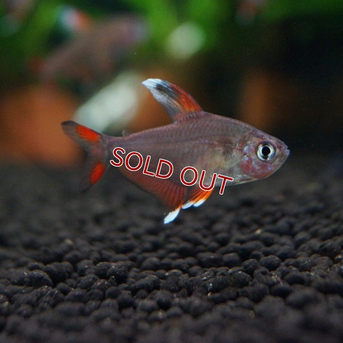 画像2: 【淡水魚】ホワイトフィンロージーテトラ【5匹 サンプル画像】（生体）【小型カラシン】（熱帯魚）NKIK (2)