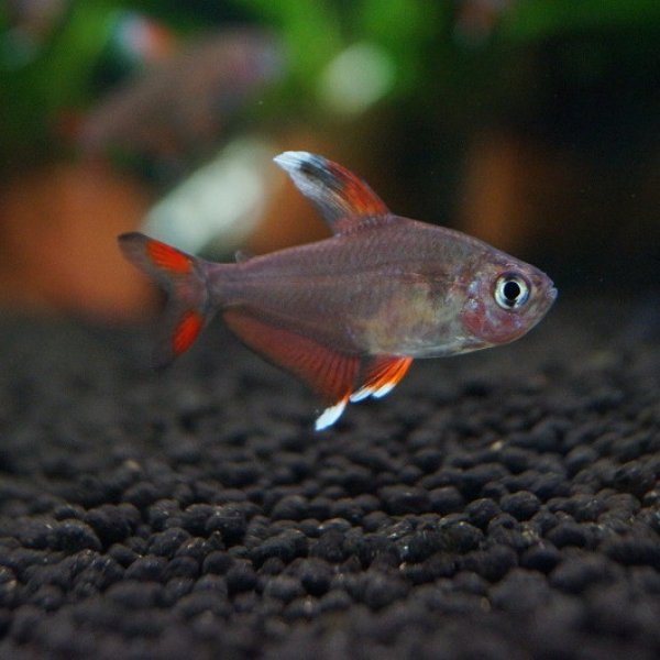 淡水魚 ホワイトフィンロージーテトラ 5匹 生体 小型カラシン 熱帯魚 Nkik ペットバルーン ネットショップ 淡水魚 ホワイトフィンロージーテトラ 5匹 生体 小型カラシン 熱帯魚 Nkik ペットバルーン ネットショップ