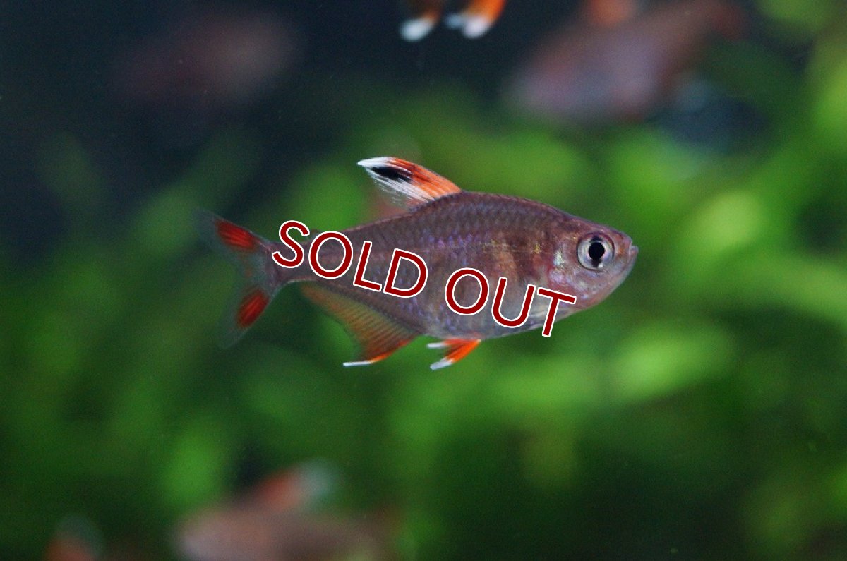 画像4: 【淡水魚】ホワイトフィンロージーテトラ【5匹 サンプル画像】（生体）【小型カラシン】（熱帯魚）NKIK (4)