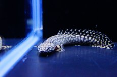 画像2: 【淡水魚】【通販】大きめ ポリプテルス オルナティピンニス【1匹 サンプル画像】(±10-12cm)(大型魚）(生体)(熱帯魚)NKO (2)