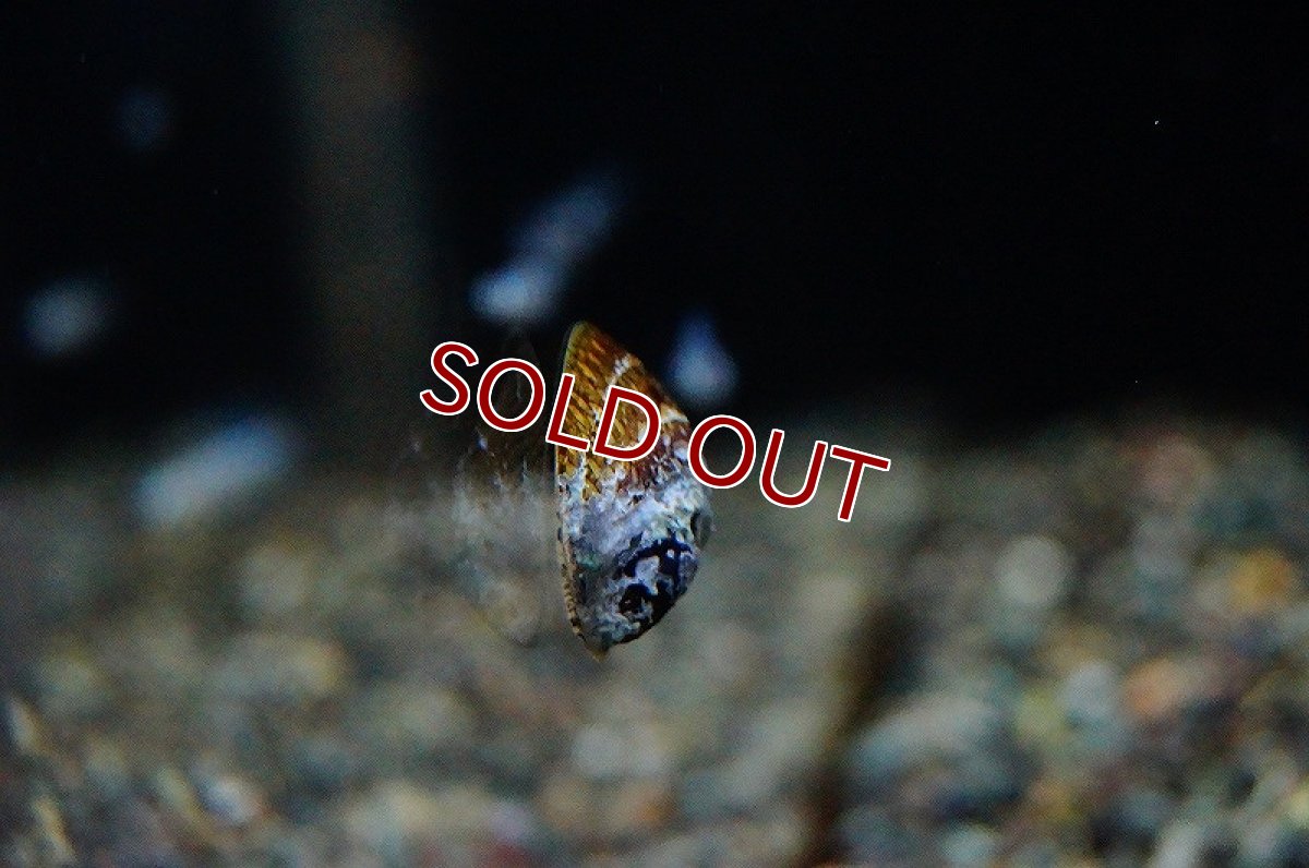 画像1: 【アーリーサマーセール10%OFFクーポン番号（10）対象商品 淡水魚】【熱帯魚】【小型カラシン】【1個】フネアマガイ(コケ取り貝)（生体）（淡水） (1)
