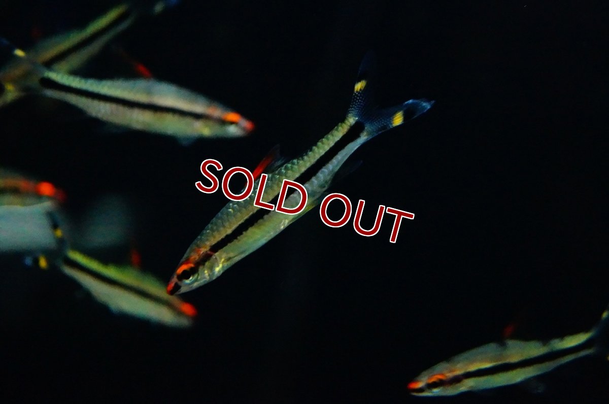 画像1: 【淡水魚】お取り寄せ レッドライントーピードバルブ【1匹】（生体）【カラシン】（熱帯魚） (1)