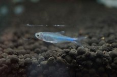 画像1: 【淡水魚】【通販】[お取り寄せ]ブルーテトラ ±2.5-3cm【20匹】（生体）【カラシン】（熱帯魚）NKIK (1)