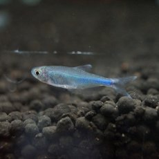 画像2: 【淡水魚】【通販】[お取り寄せ]ブルーテトラ ±2.5-3cm【20匹】（生体）【カラシン】（熱帯魚）NKIK (2)