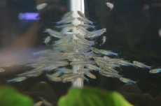 画像3: 【淡水魚】【通販】[お取り寄せ]ブルーテトラ ±2.5-3cm【20匹】（生体）【カラシン】（熱帯魚）NKIK (3)