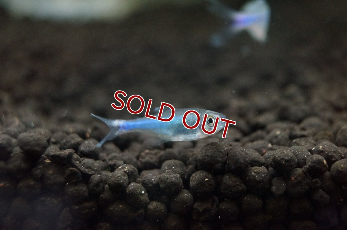 画像4: 【淡水魚】[お取り寄せ]ブルーテトラ ±2.5-3cm【20匹】（生体）【カラシン】（熱帯魚）NKIK (4)