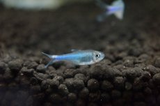 画像4: 【淡水魚】【通販】[お取り寄せ]ブルーテトラ ±2.5-3cm【20匹】（生体）【カラシン】（熱帯魚）NKIK (4)