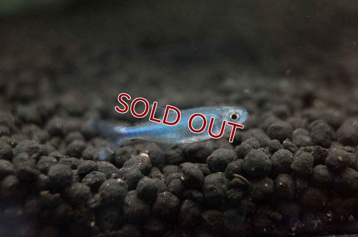 画像5: 【淡水魚】[お取り寄せ]ブルーテトラ ±2.5-3cm【10匹】（生体）【カラシン】（熱帯魚）NKIK (5)