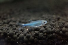 画像5: 【淡水魚】【通販】[お取り寄せ]ブルーテトラ ±2.5-3cm【10匹】（生体）【カラシン】（熱帯魚）NKIK (5)