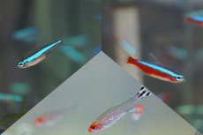 画像1: 【淡水魚】【通販】カージナルテトラ【20匹】&グリーンネオンテトラ【20匹】&ラミーノーズテトラ【20匹】（生体）【カラシンセット】（熱帯魚）NKIK (1)