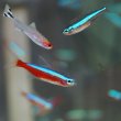 ネオンテトラ専用 淡水魚】カージナルテトラ【20匹】&グリーンネオンテトラ【20匹