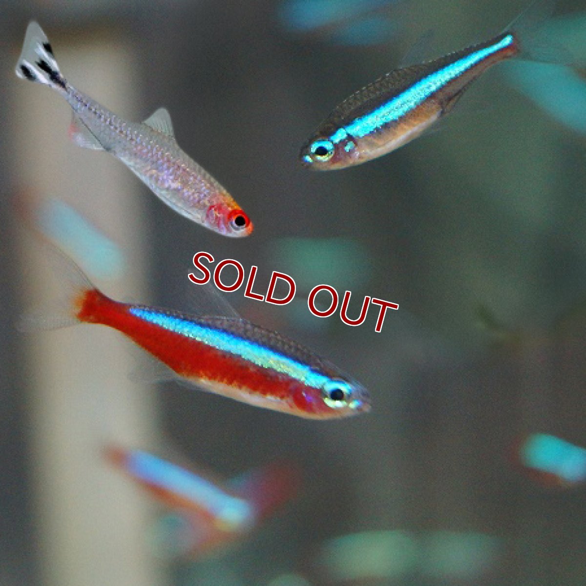 画像2: 【淡水魚】カージナルテトラ【20匹】&グリーンネオンテトラ【20匹】&ラミーノーズテトラ【20匹】（生体）【カラシンセット】（熱帯魚）NKIK (2)