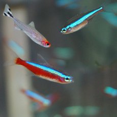 画像2: 【淡水魚】【通販】カージナルテトラ【20匹】&グリーンネオンテトラ【20匹】&ラミーノーズテトラ【20匹】（生体）【カラシンセット】（熱帯魚）NKIK (2)