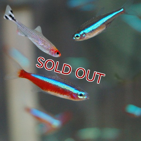 淡水魚】カージナルテトラ【20匹】&グリーンネオンテトラ【20匹