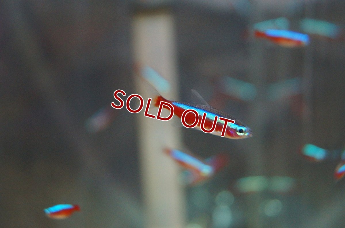 画像3: 【淡水魚】カージナルテトラ【20匹】&グリーンネオンテトラ【20匹】&ラミーノーズテトラ【20匹】（生体）【カラシンセット】（熱帯魚）NKIK (3)