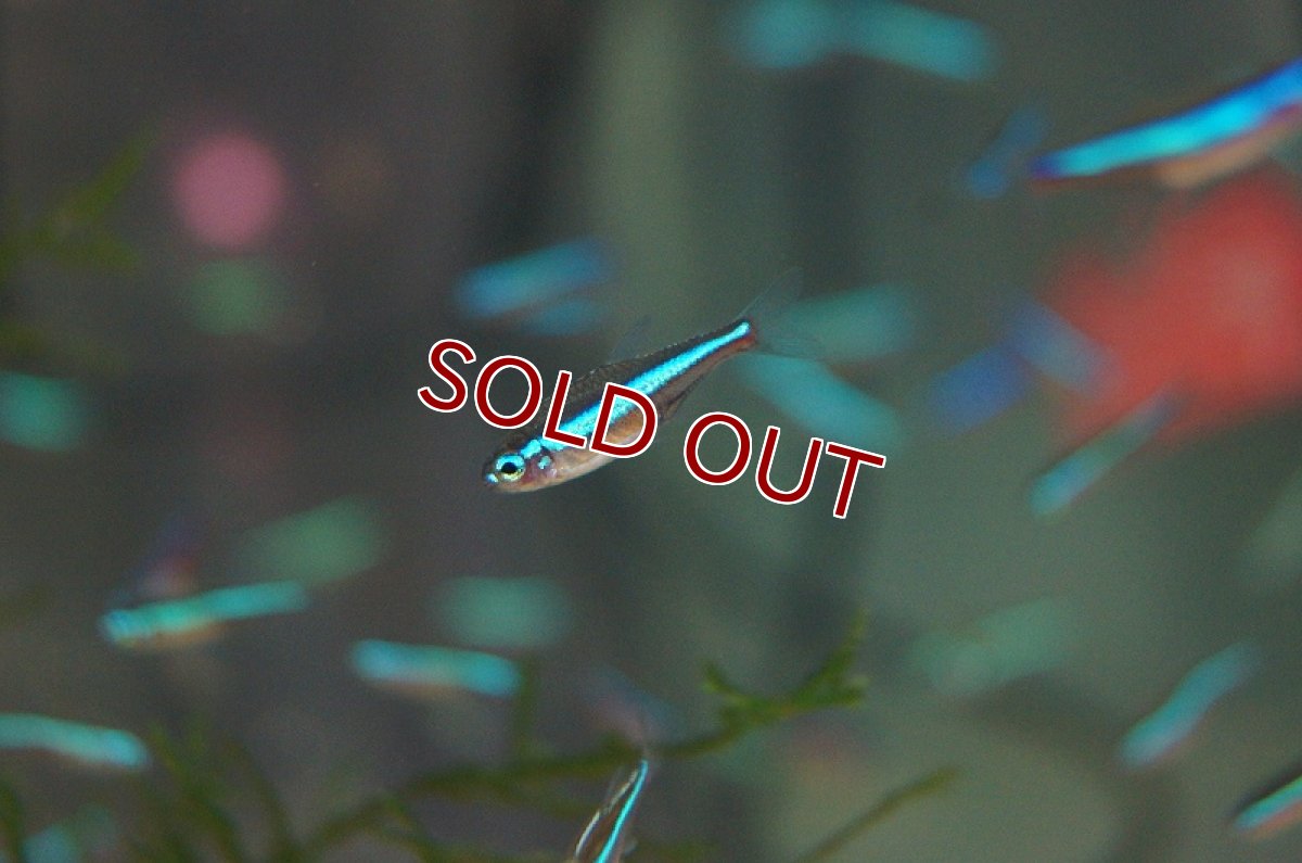 画像4: 【淡水魚】カージナルテトラ【20匹】&グリーンネオンテトラ【20匹】&ラミーノーズテトラ【20匹】（生体）【カラシンセット】（熱帯魚）NKIK (4)