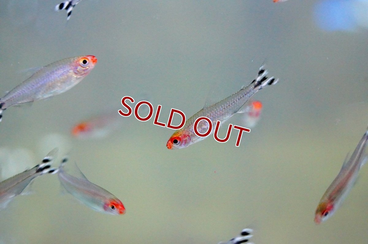 画像5: 【淡水魚】カージナルテトラ【20匹】&グリーンネオンテトラ【20匹】&ラミーノーズテトラ【20匹】（生体）【カラシンセット】（熱帯魚）NKIK (5)