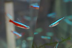 画像1: 【淡水魚】【通販】カージナルテトラ【20匹】&グリーンネオンテトラ【20匹】（生体）【カラシンセット】（熱帯魚）NKIK (1)