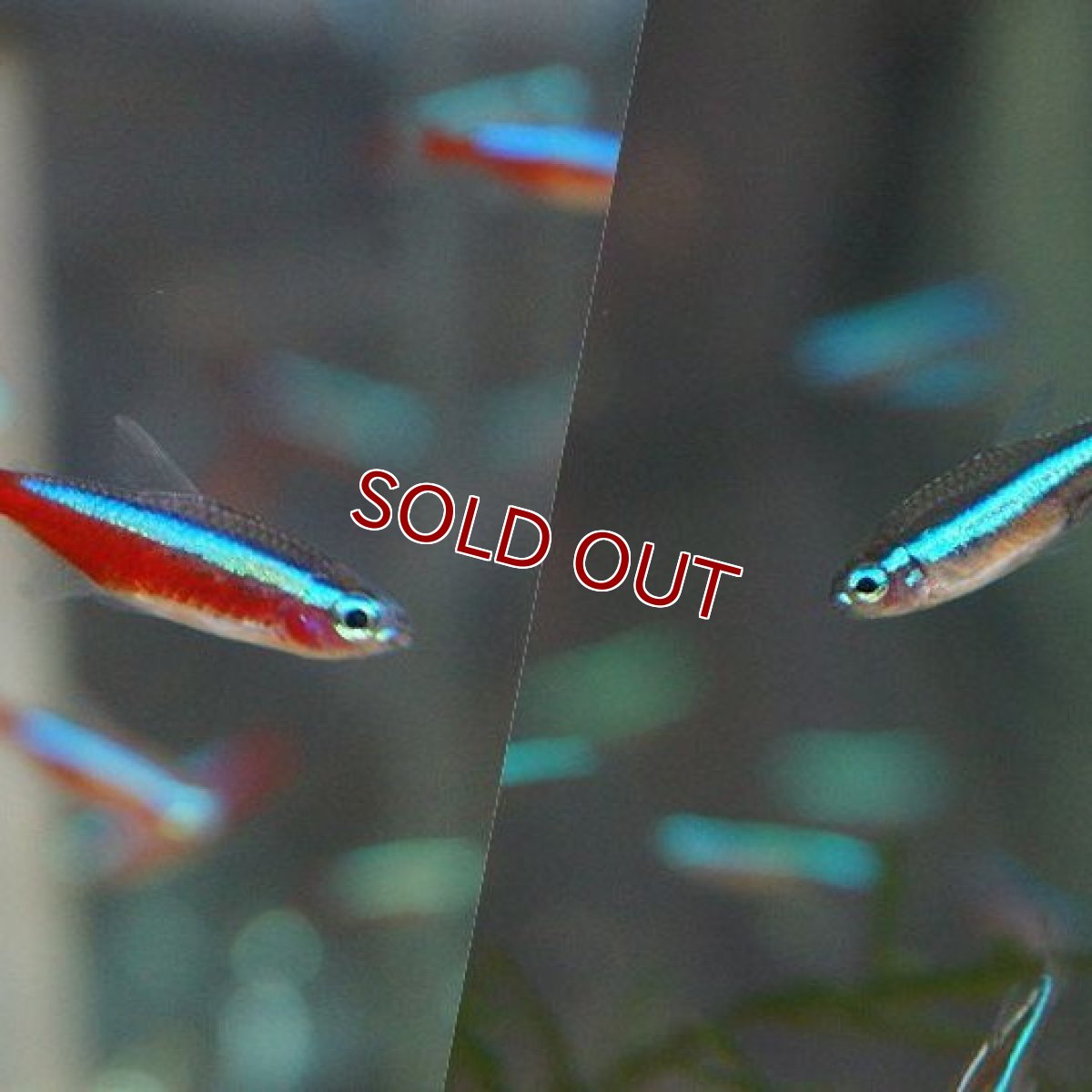 画像2: 【淡水魚】カージナルテトラ【20匹】&グリーンネオンテトラ【20匹】（生体）【カラシンセット】（熱帯魚）NKIK (2)