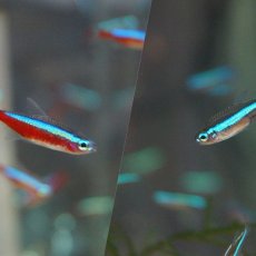 画像2: 【淡水魚】【通販】カージナルテトラ【20匹】&グリーンネオンテトラ【20匹】（生体）【カラシンセット】（熱帯魚）NKIK (2)